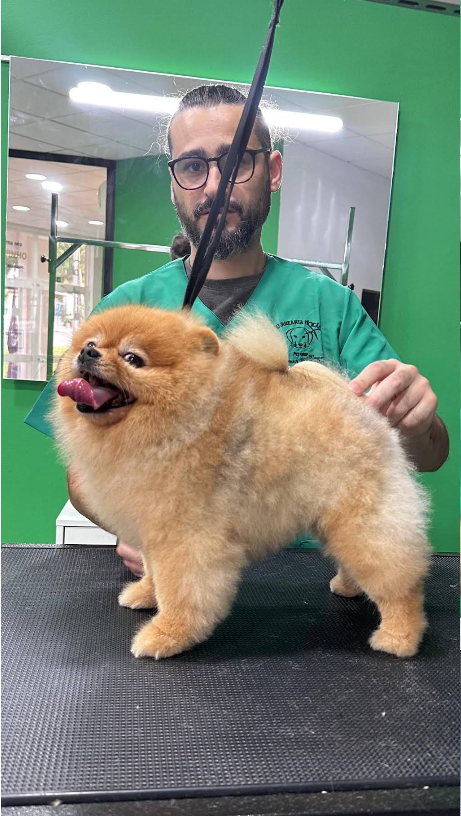 Cão antes da tosquia